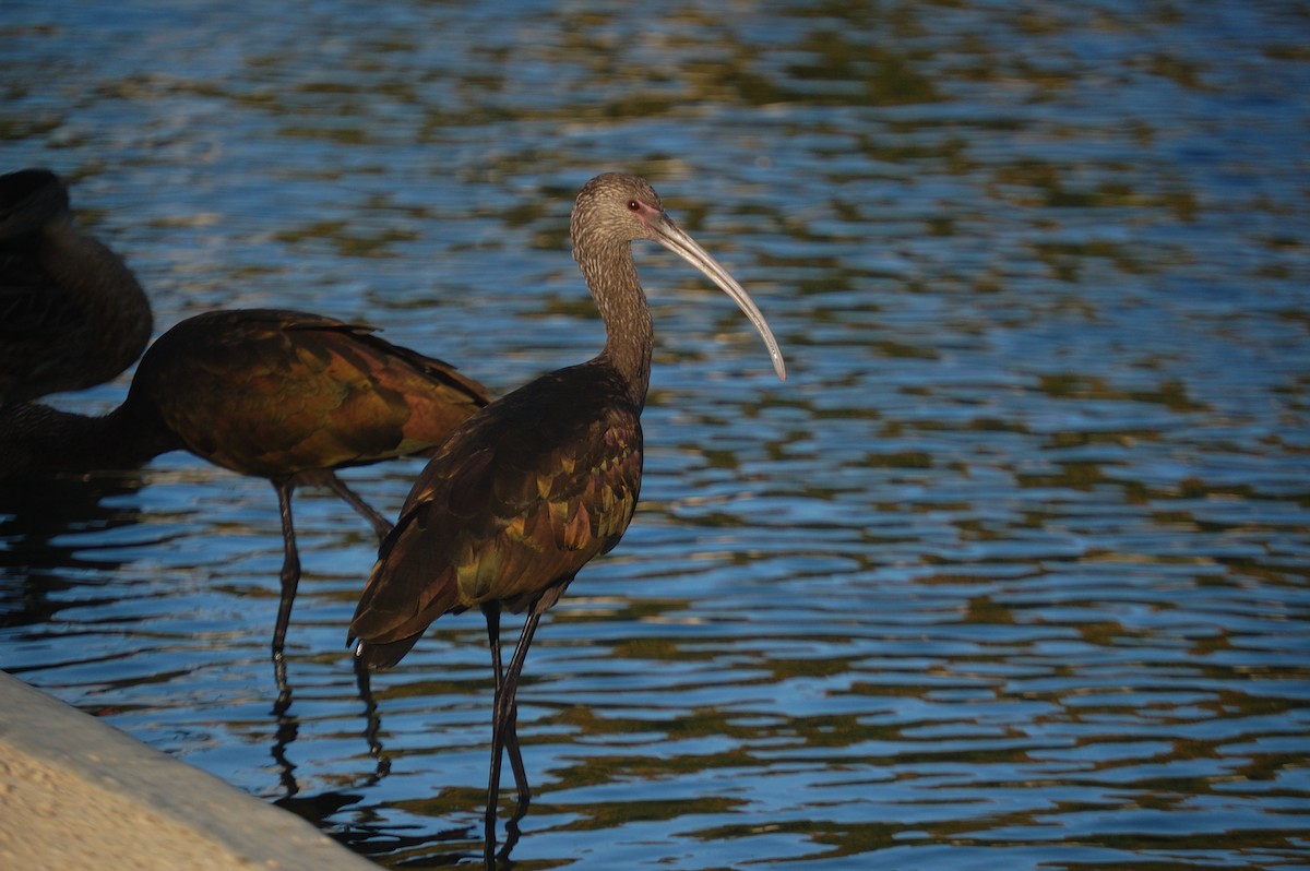 Ibis à face blanche - ML642897511