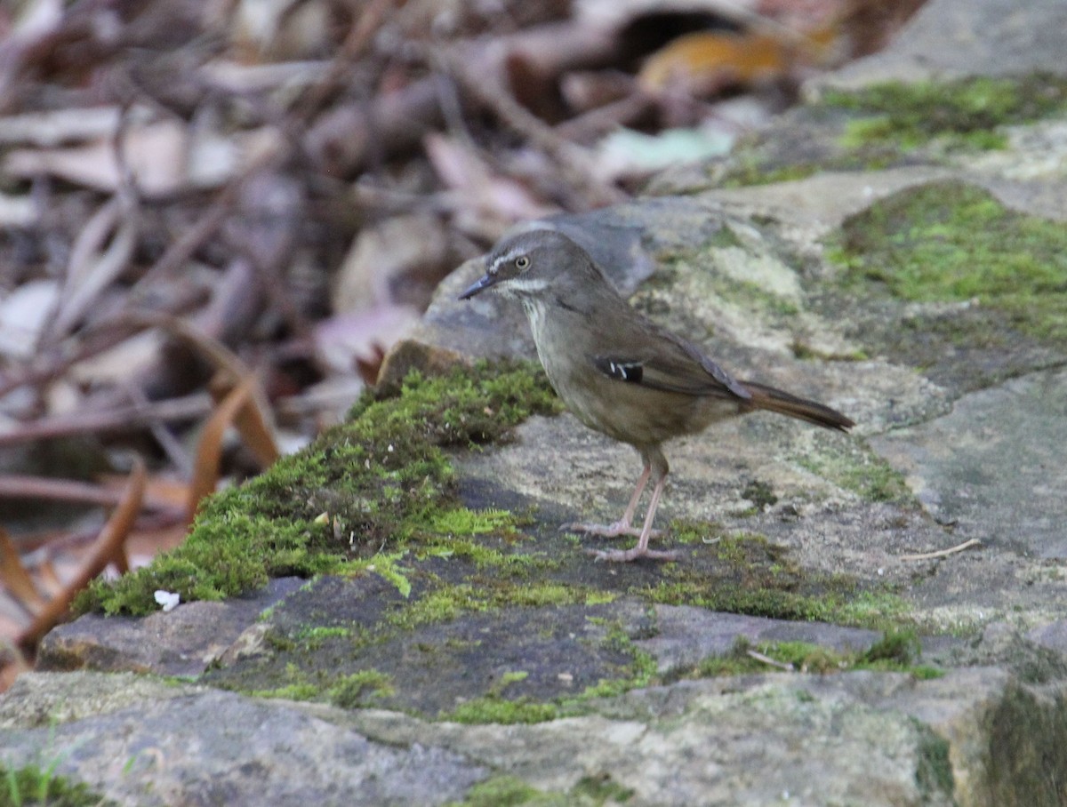 White-browed Scrubwren - ML642897530