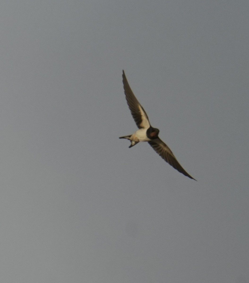 Hirondelle rustique - ML642897531
