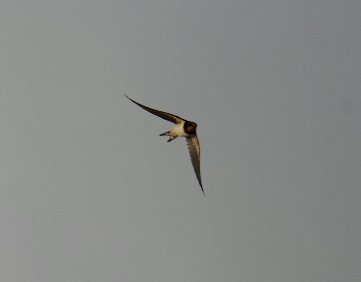 Hirondelle rustique - ML642897533