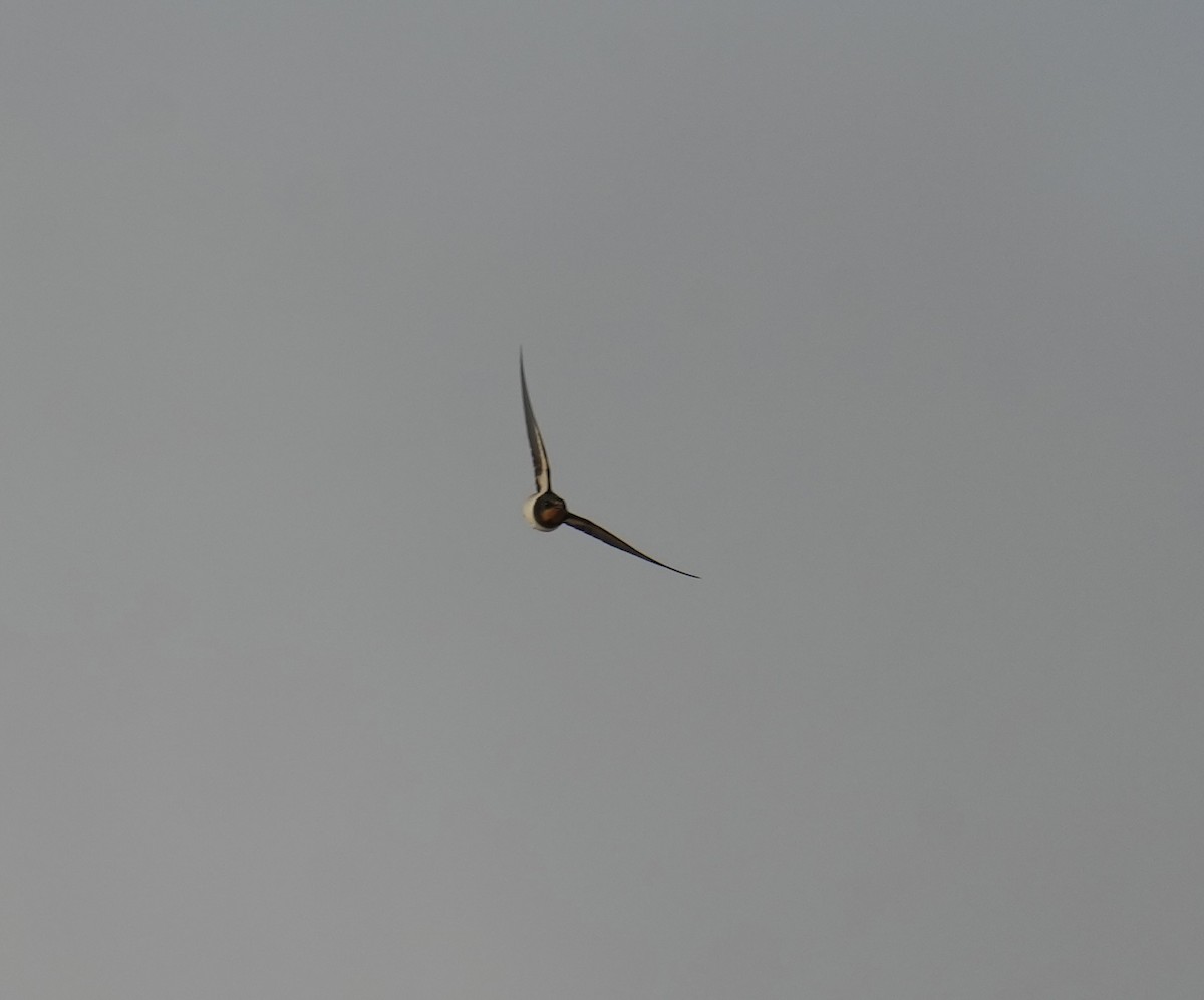 Hirondelle rustique - ML642897534