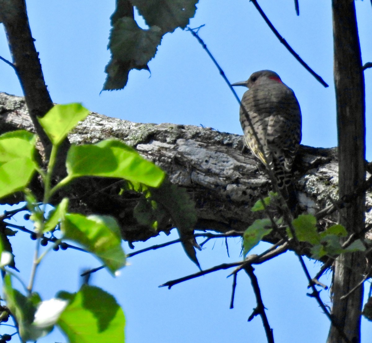 Pic flamboyant (auratus/luteus) - ML642897537