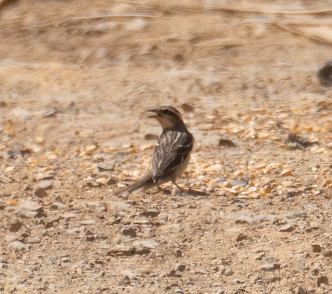 Moineau rutilant - ML642897547