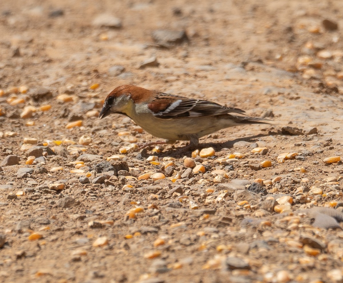 Moineau rutilant - ML642897548
