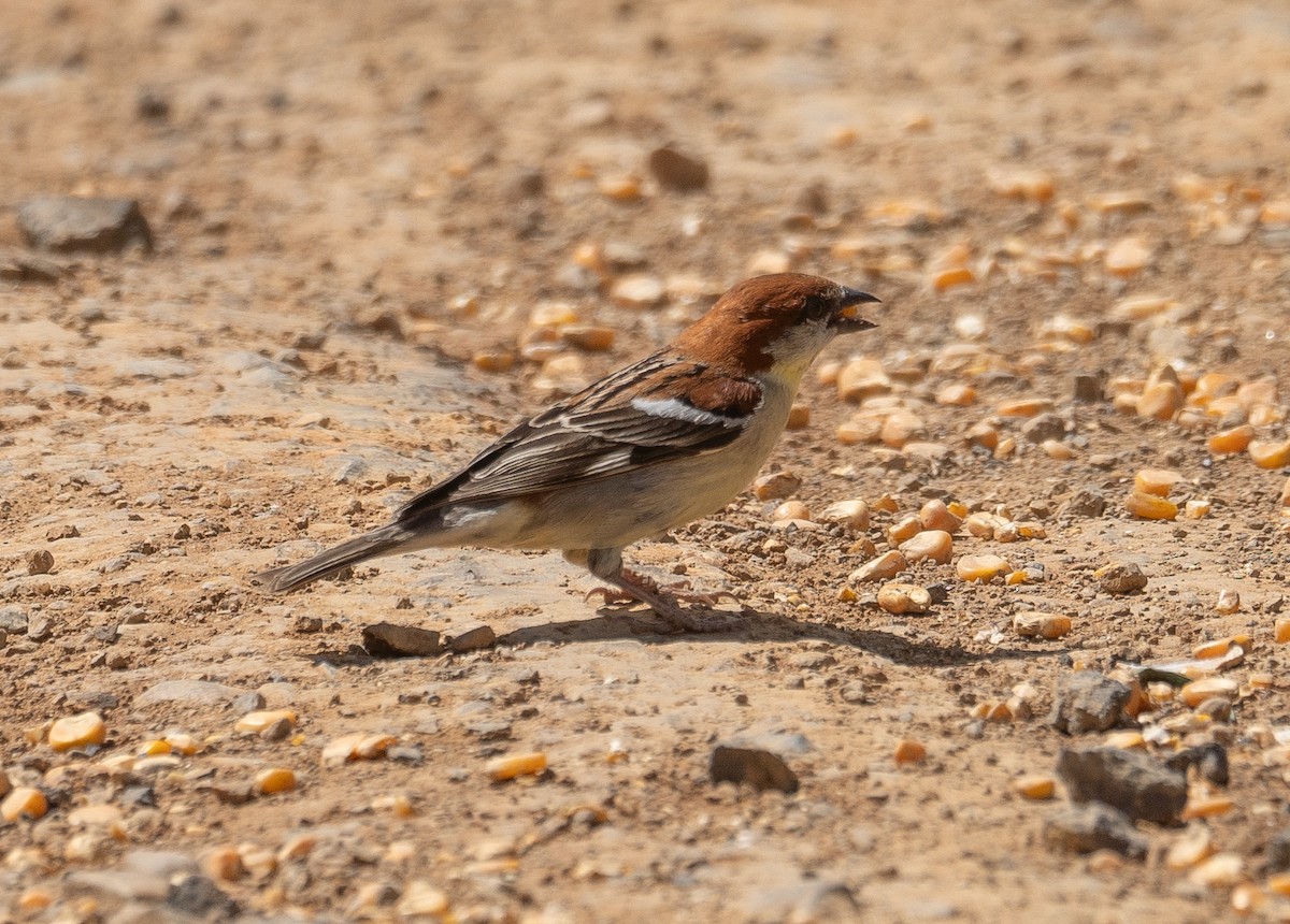 Moineau rutilant - ML642897549