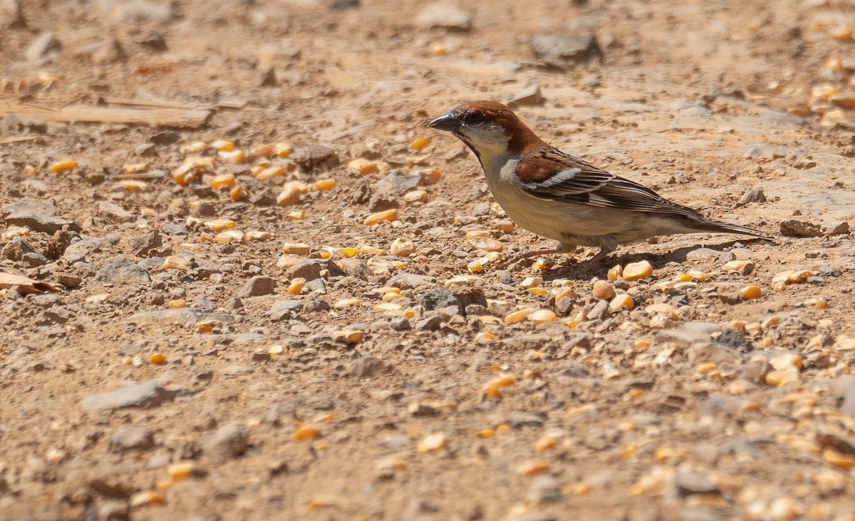 Moineau rutilant - ML642897550