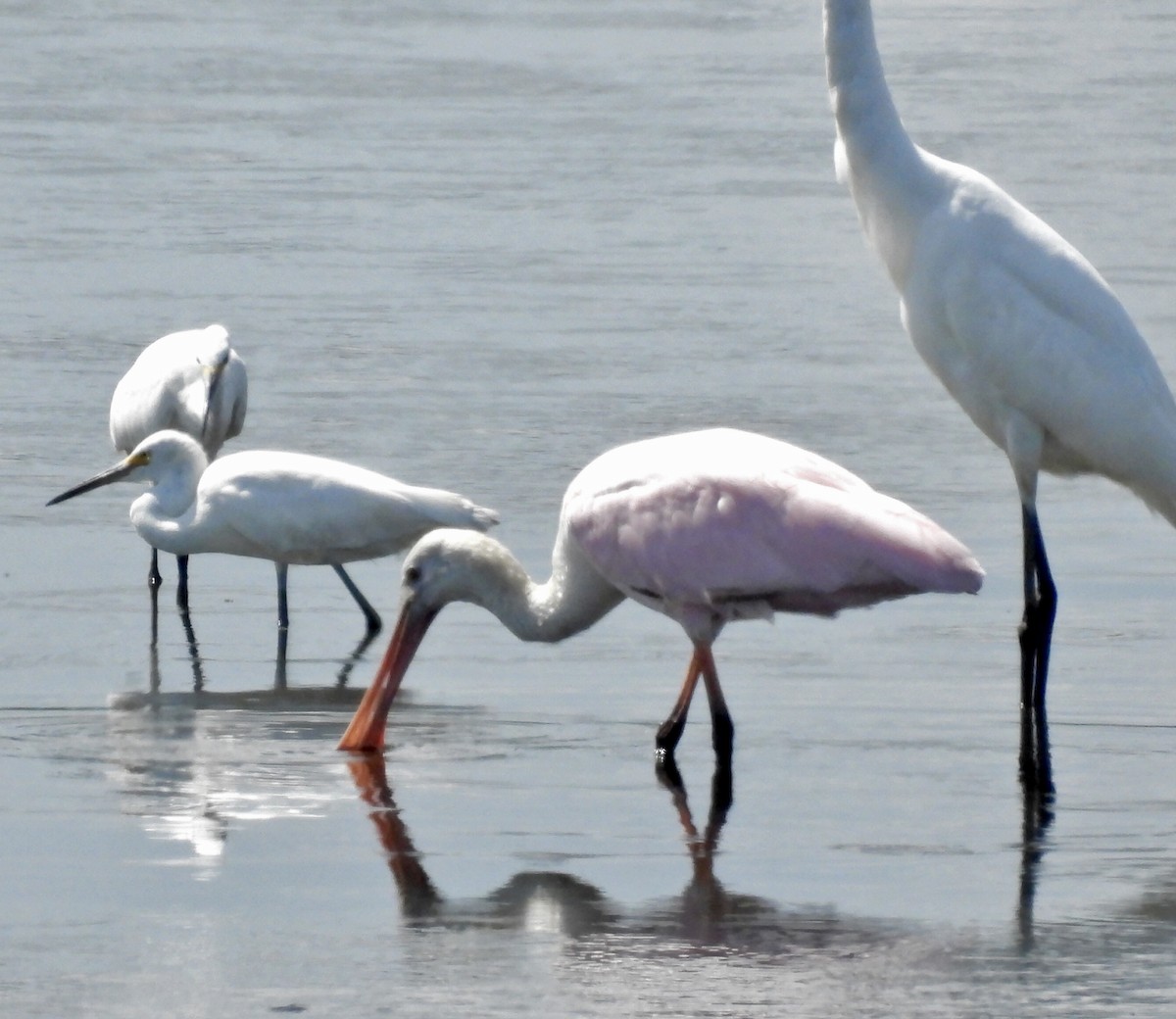 Roseate Spoonbill - ML642897572