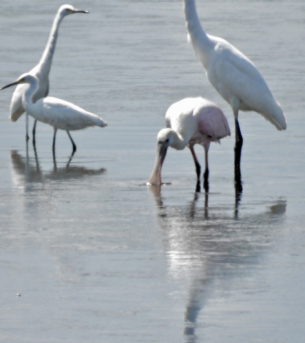 Roseate Spoonbill - ML642897573