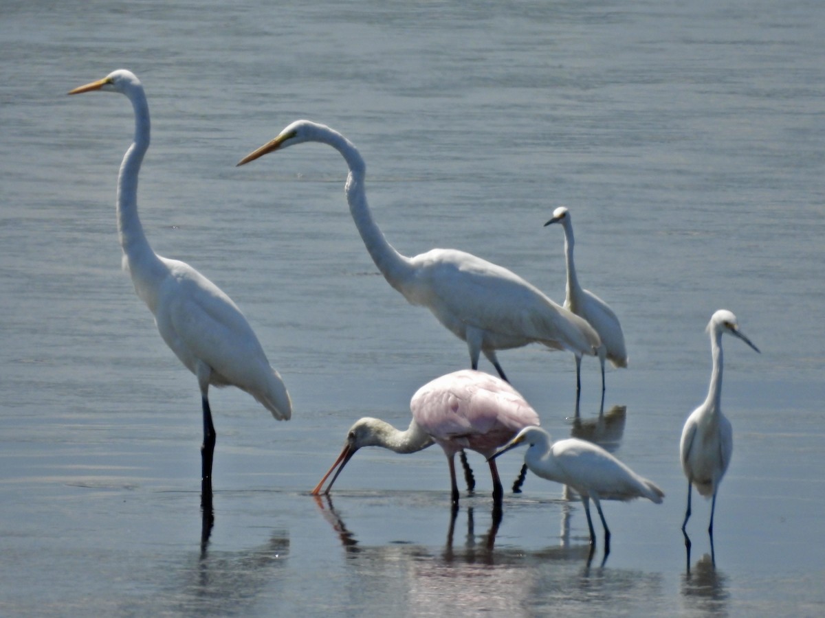 Roseate Spoonbill - ML642897574