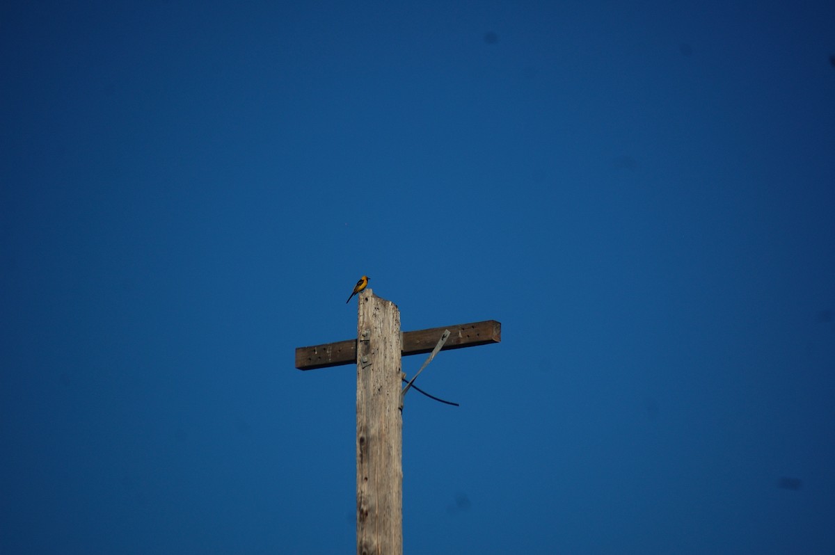 Hooded Oriole - ML642897580