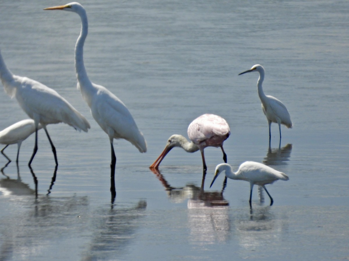 Roseate Spoonbill - ML642897589