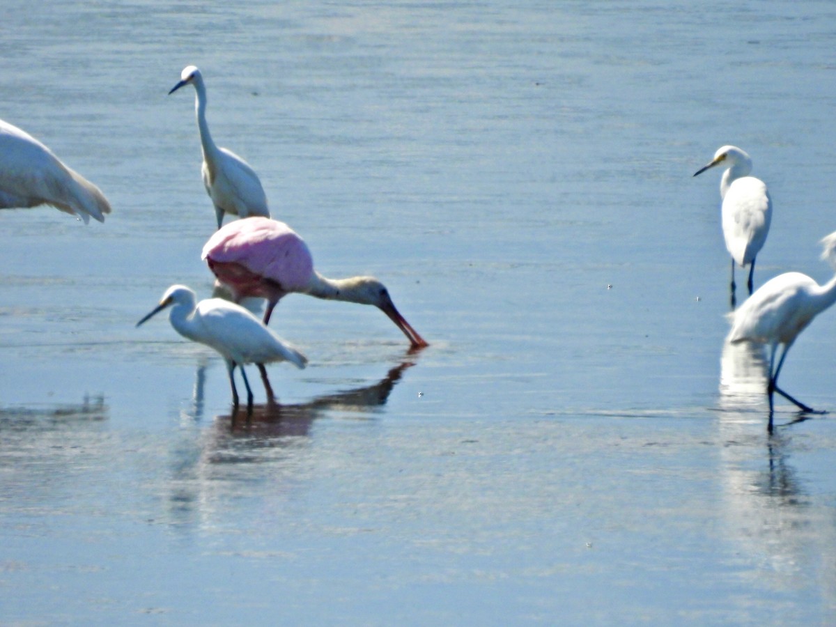 Roseate Spoonbill - ML642897590