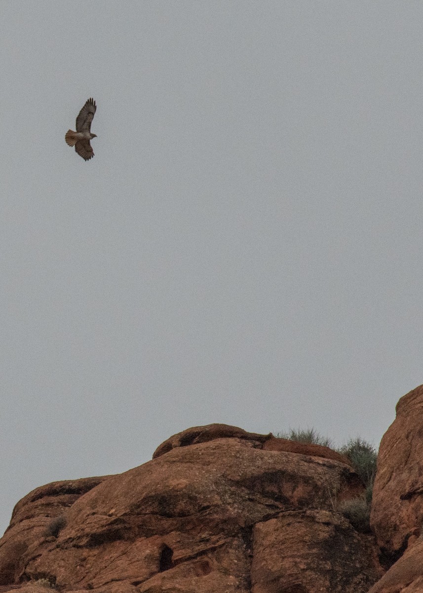 Red-tailed Hawk - ML642897593