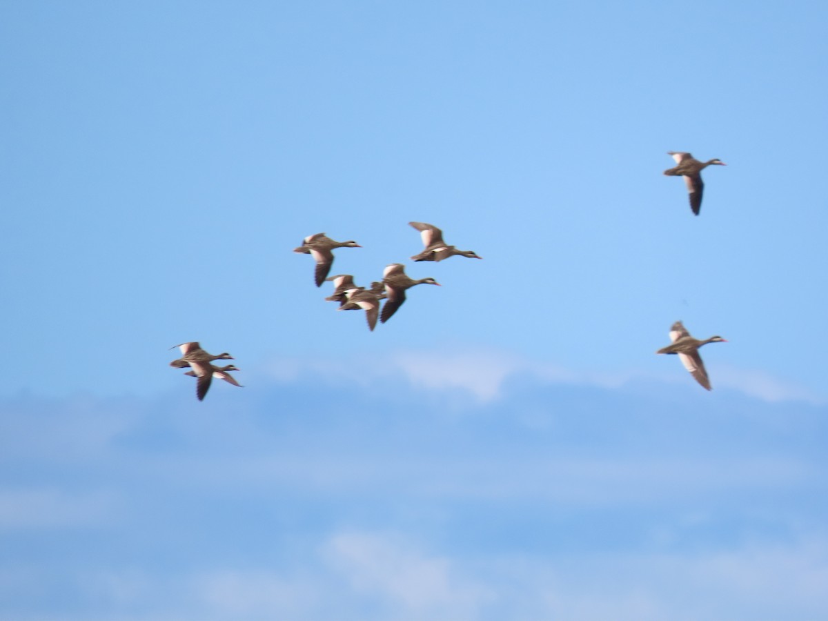 Red-billed Duck - ML642897607