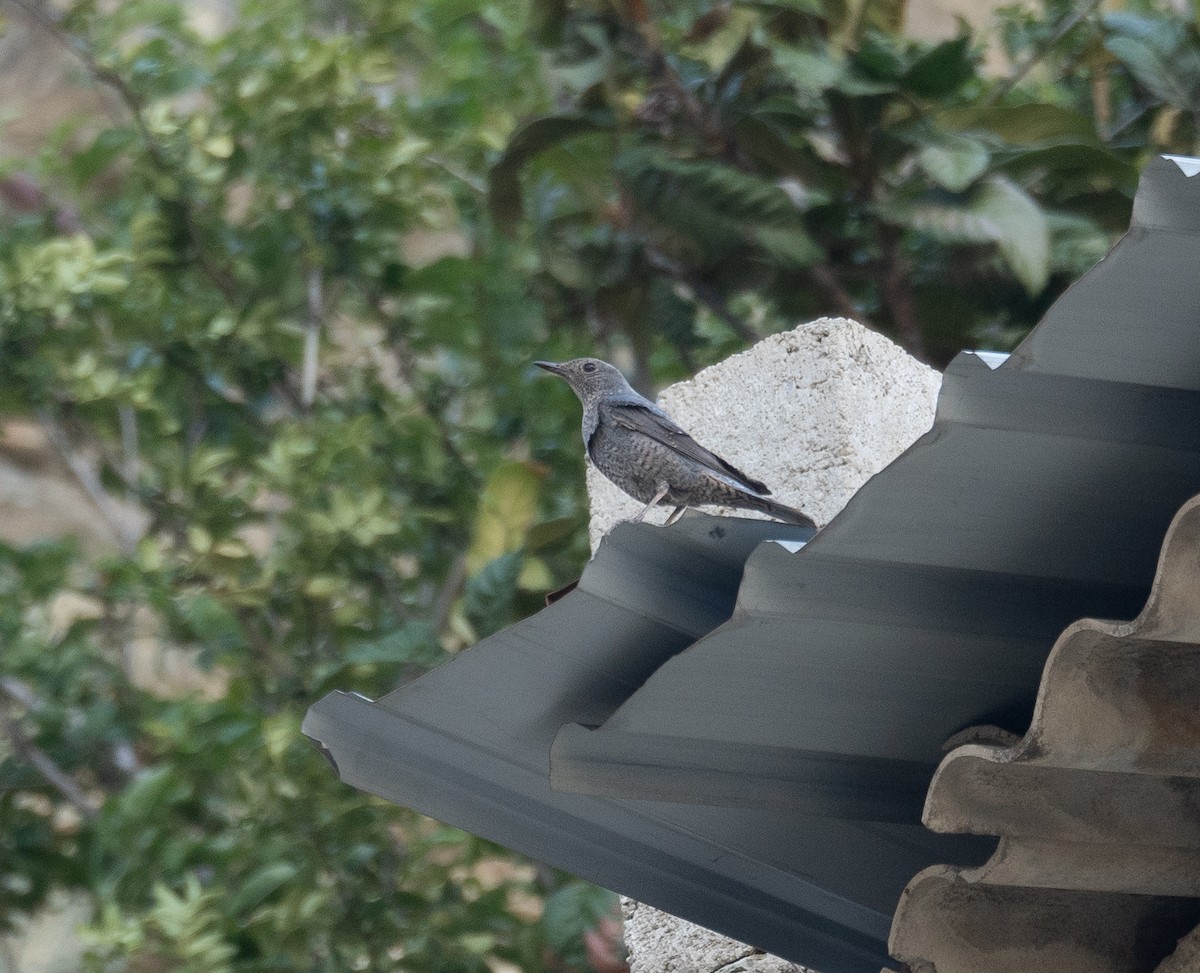 Roquero Solitario - ML642897624