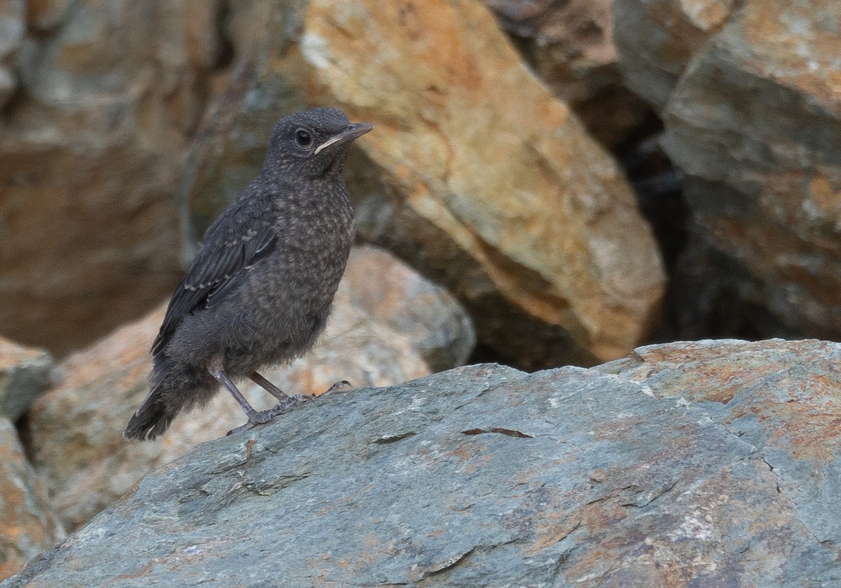 Roquero Solitario - ML642897625