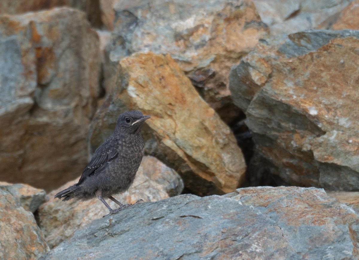 Roquero Solitario - ML642897627