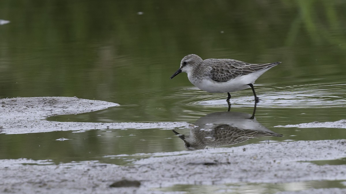 Red-necked Stint - ML642897632