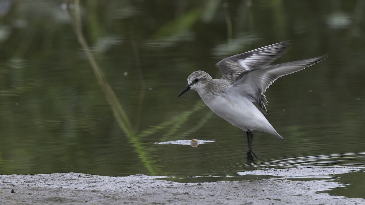 Red-necked Stint - ML642897633