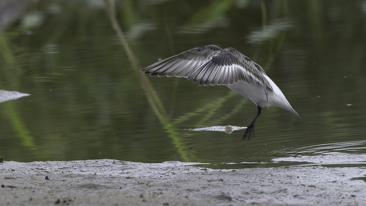 Red-necked Stint - ML642897634