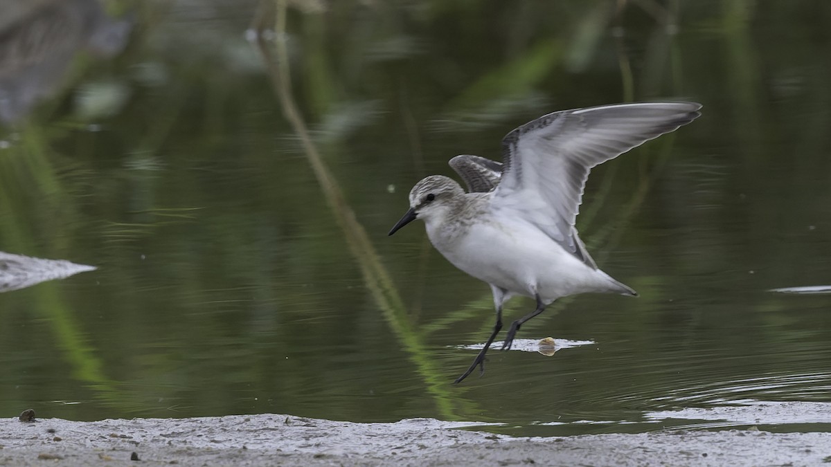 Red-necked Stint - ML642897635