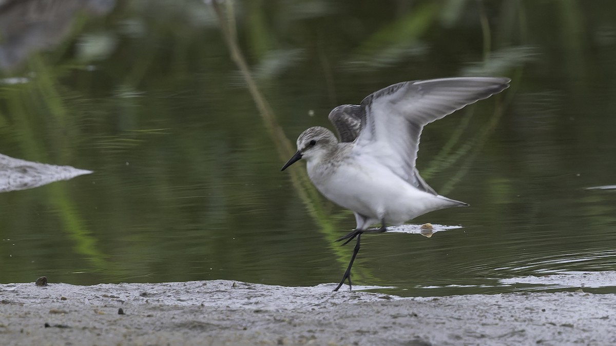 Red-necked Stint - ML642897636
