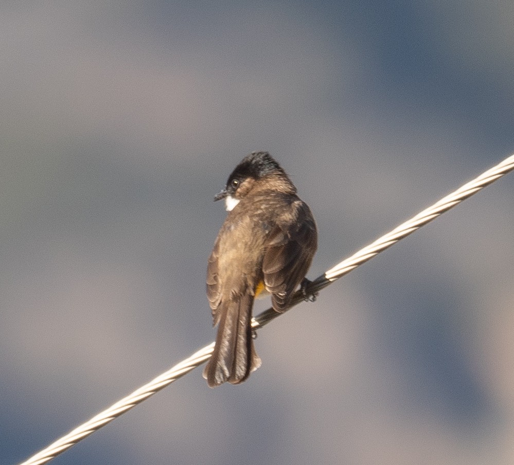 Bulbul Pechipardo - ML642897641