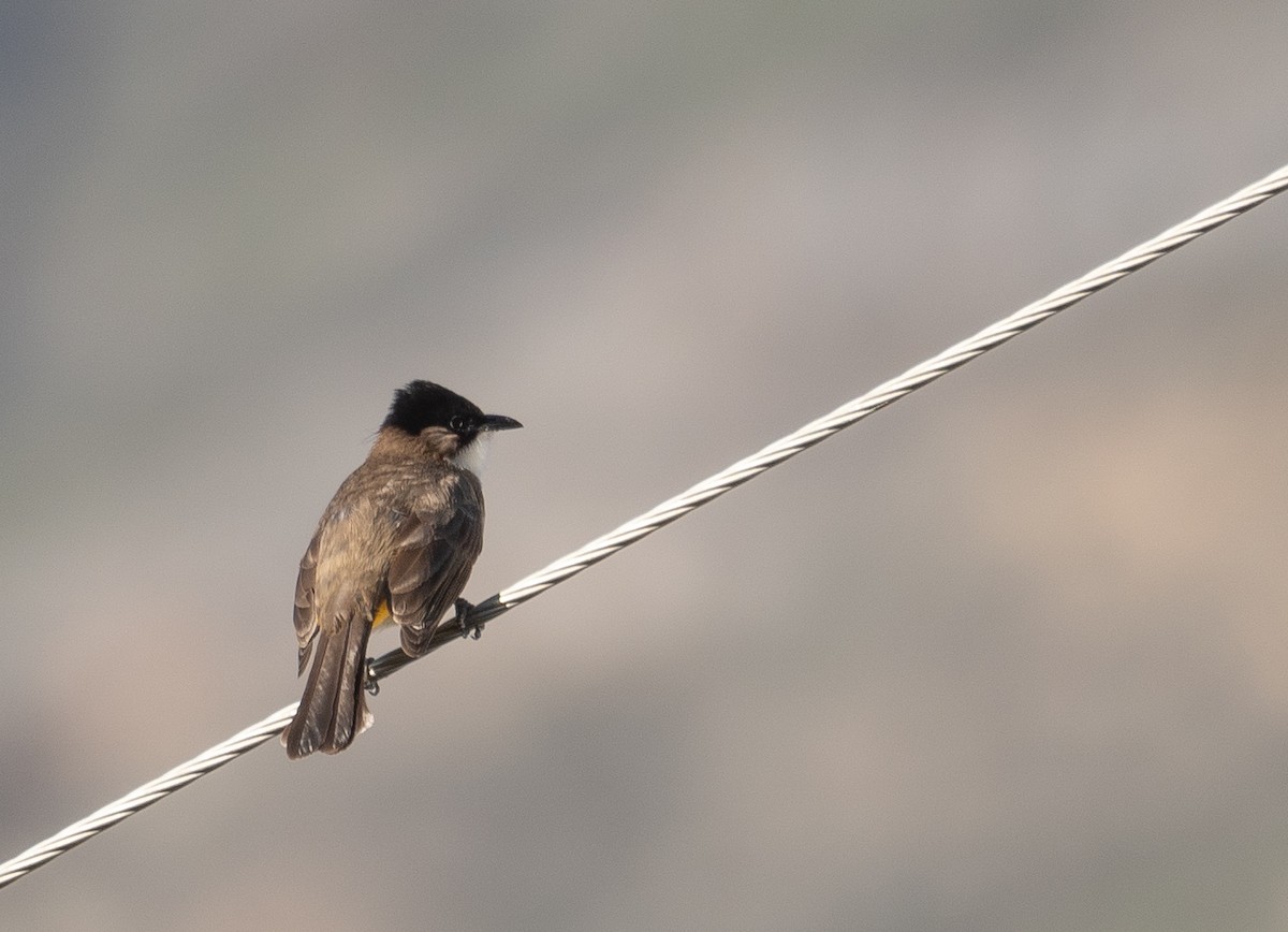 Bulbul Pechipardo - ML642897642