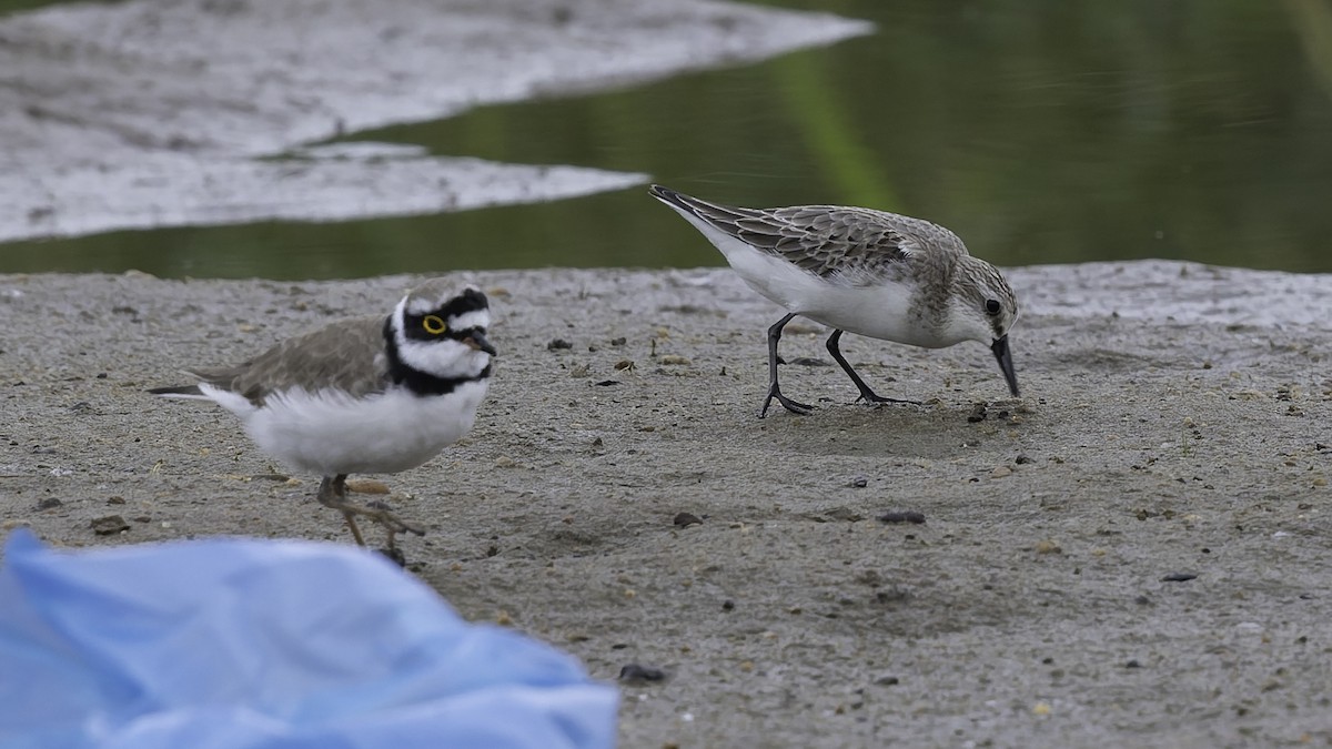 Red-necked Stint - ML642897643