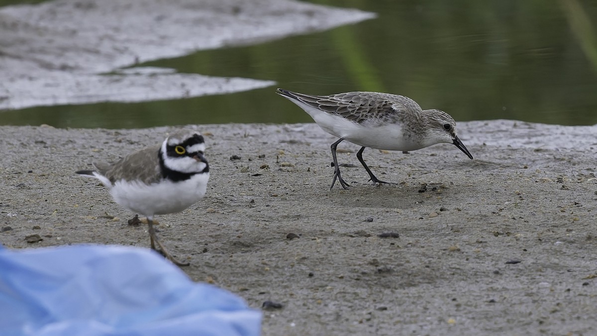 Red-necked Stint - ML642897644