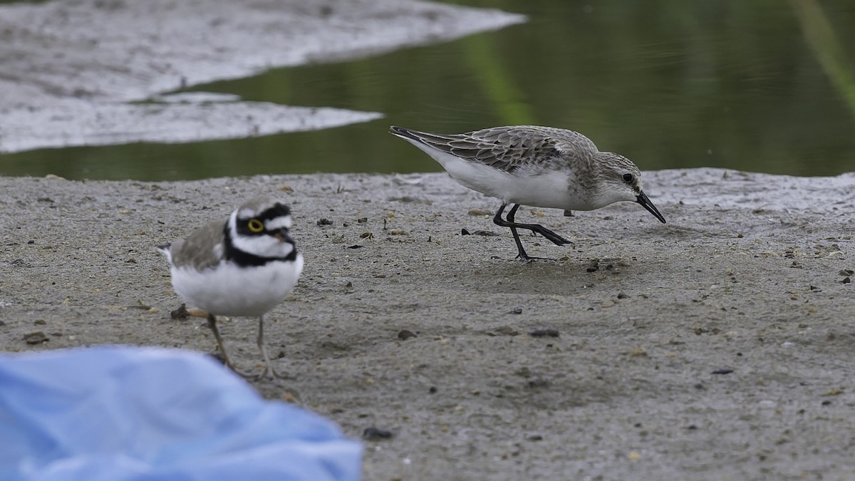 Red-necked Stint - ML642897645