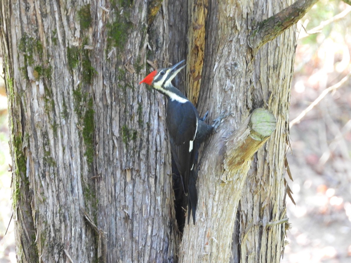 Pileated Woodpecker - ML642897653