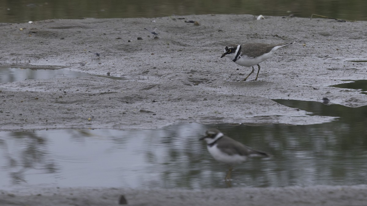Little Ringed Plover (dubius/jerdoni) - ML642897666