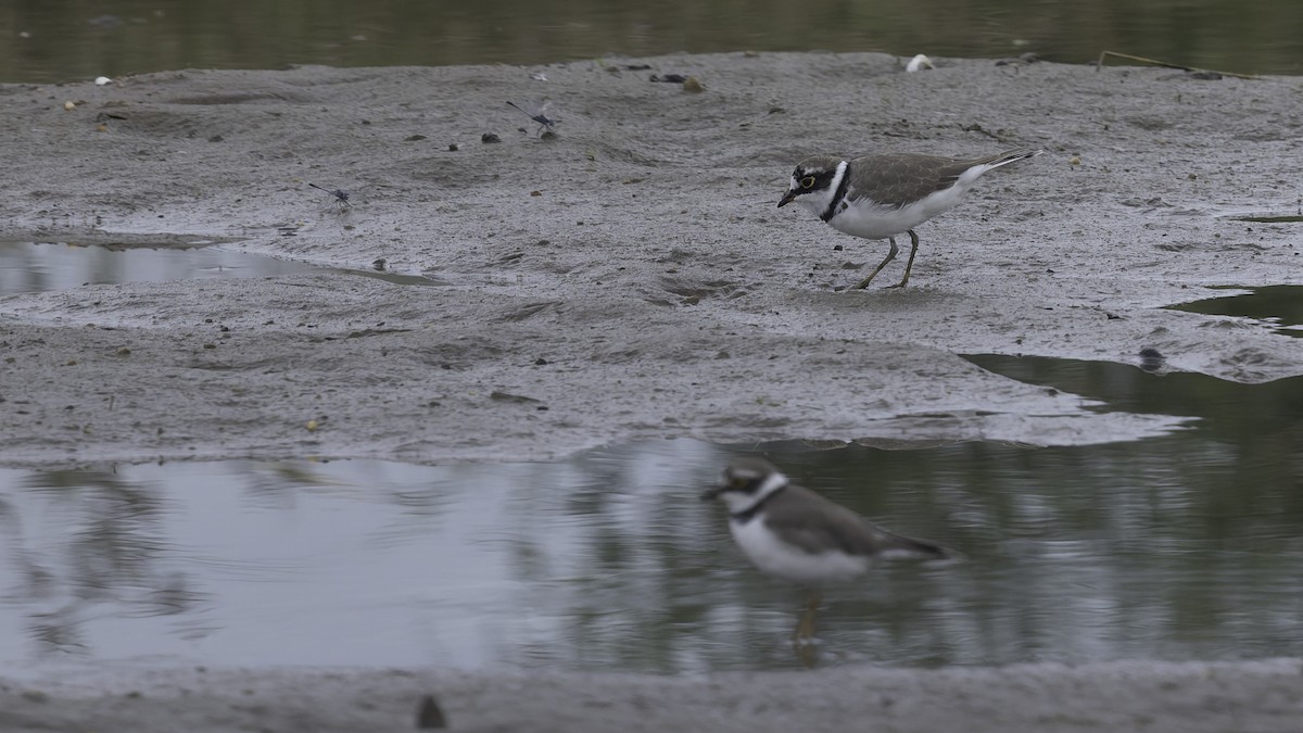 Little Ringed Plover (dubius/jerdoni) - ML642897667