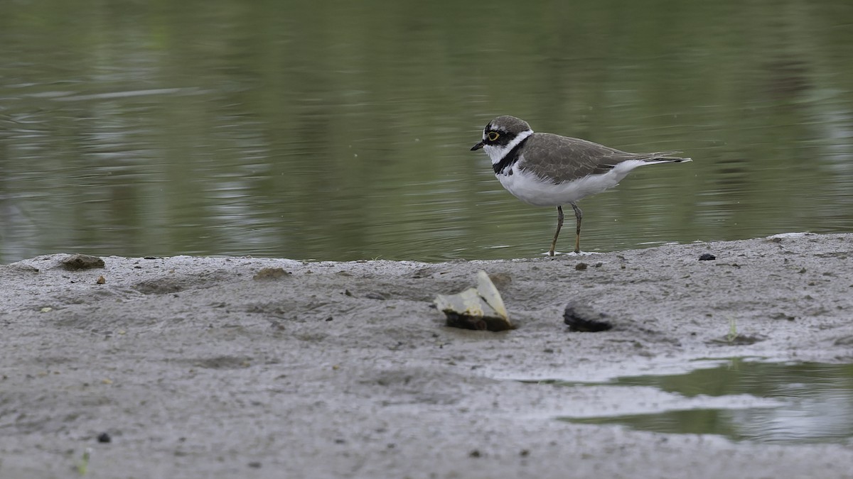 Little Ringed Plover (dubius/jerdoni) - ML642897668