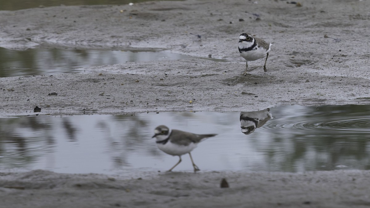 Little Ringed Plover (dubius/jerdoni) - ML642897669