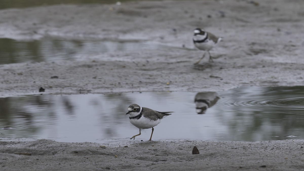Little Ringed Plover (dubius/jerdoni) - ML642897671