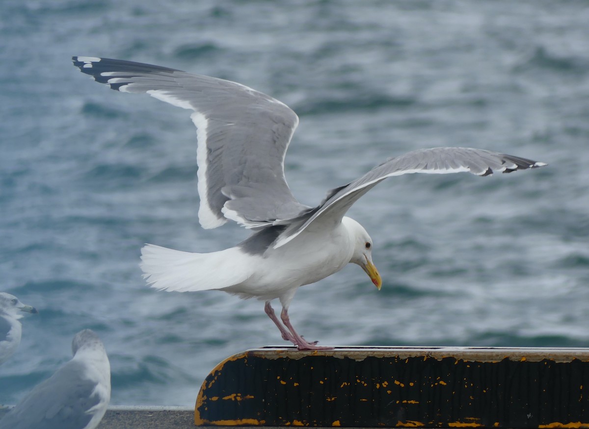 Vega Gull - ML642897679