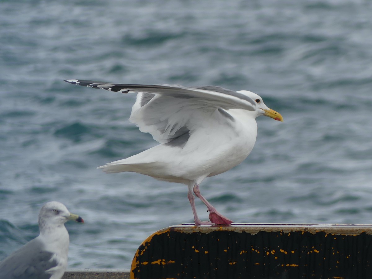Vega Gull - ML642897680