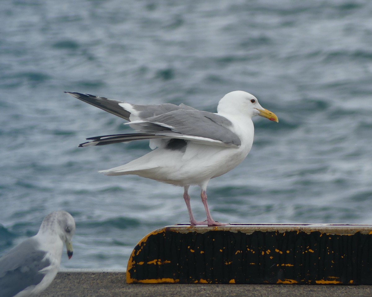 Vega Gull - ML642897683