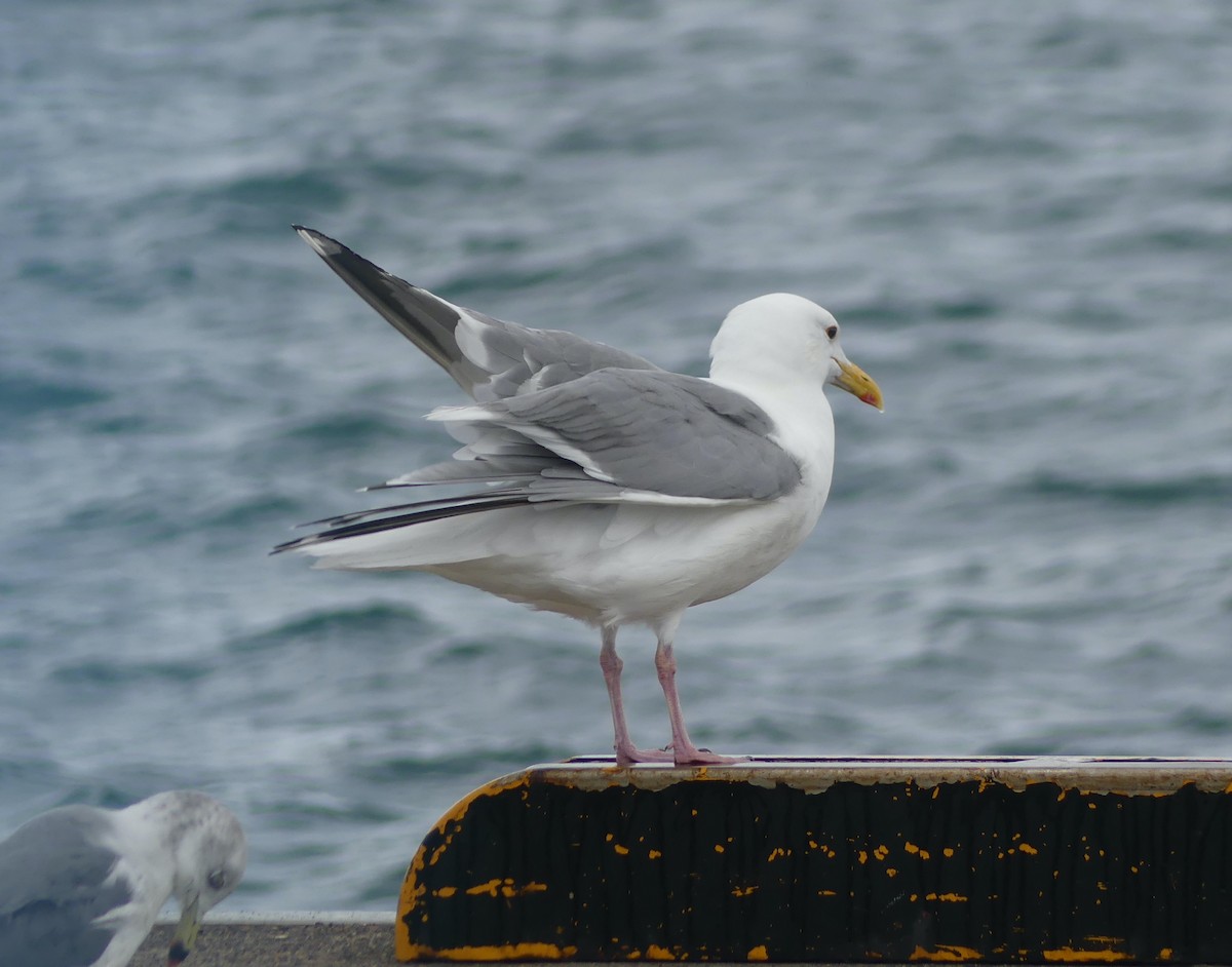 Vega Gull - ML642897684