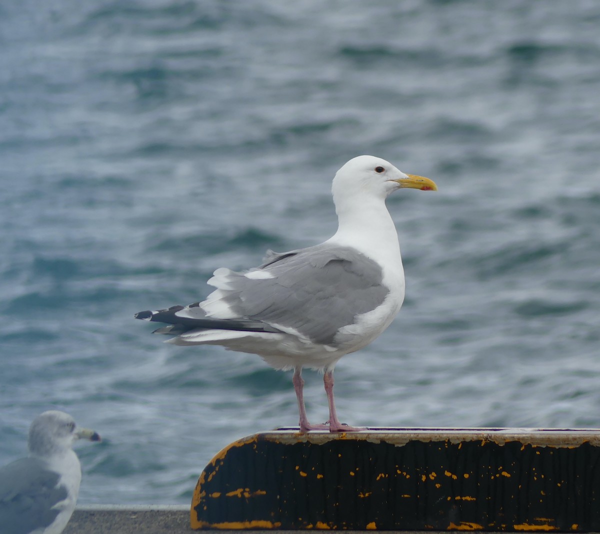 Vega Gull - ML642897685