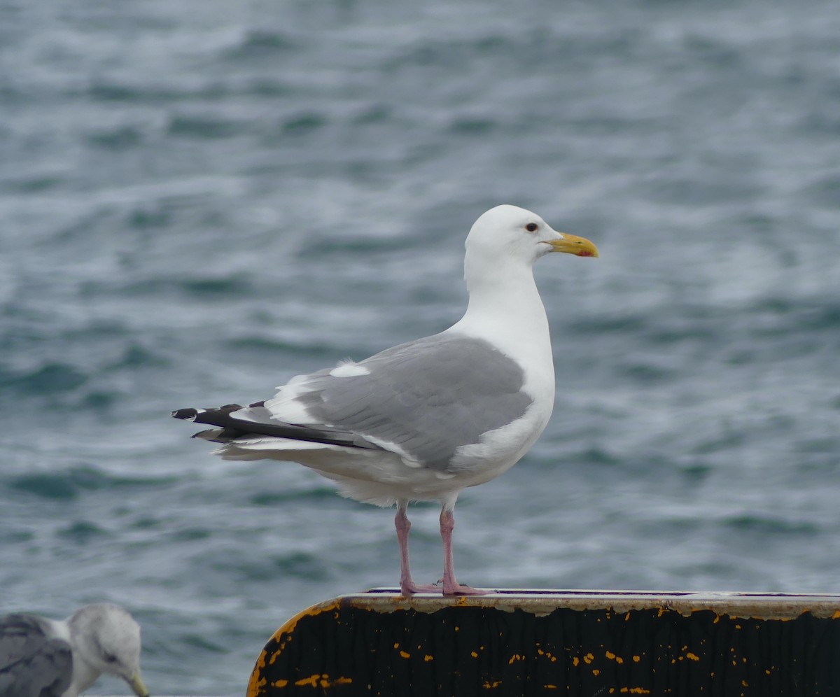 Vega Gull - ML642897686
