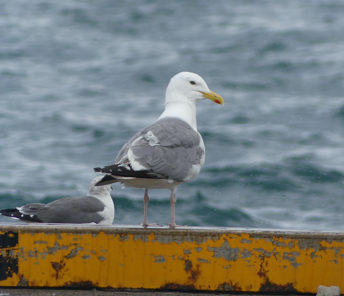 Vega Gull - ML642897687