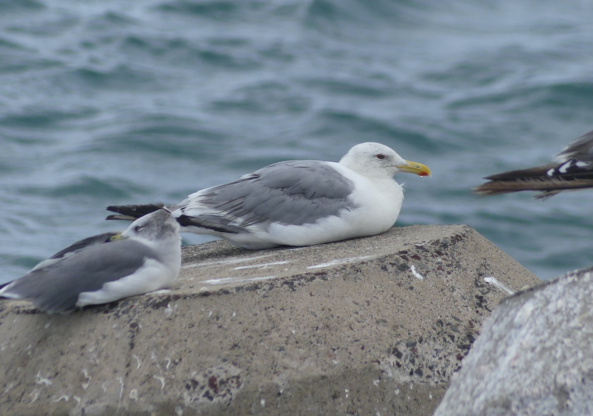 Vega Gull - ML642897689
