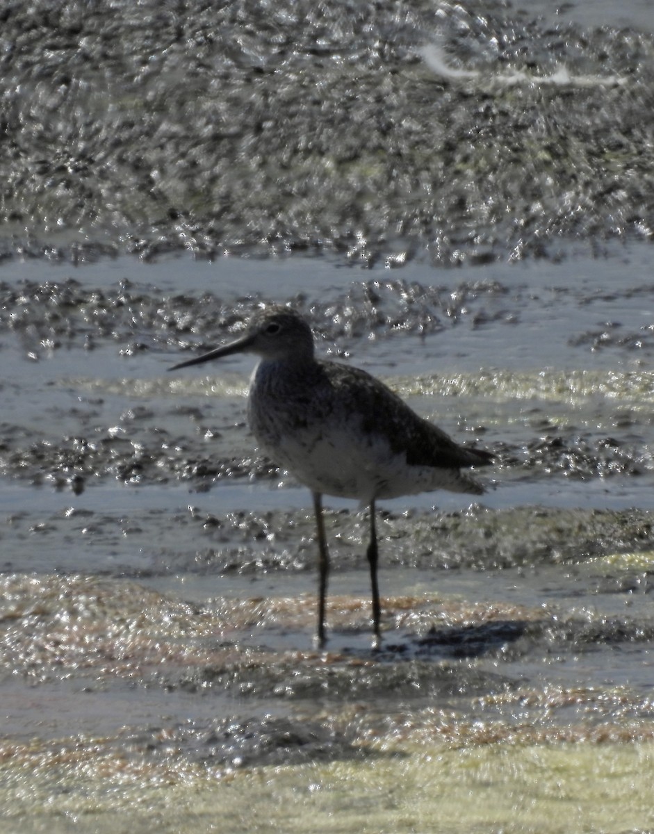 Greater Yellowlegs - ML642897690