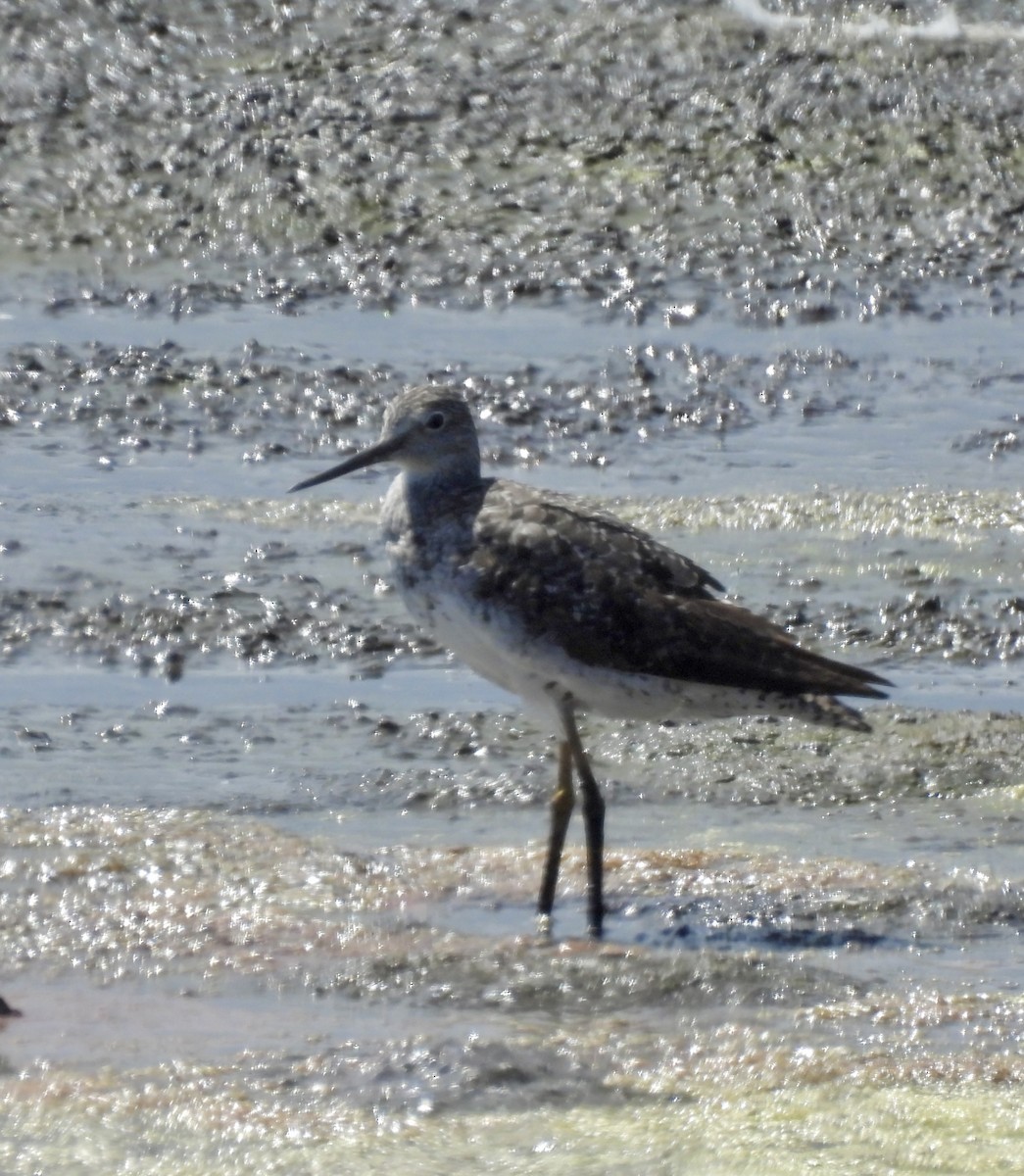 Greater Yellowlegs - ML642897691
