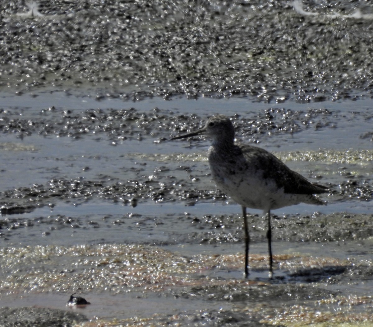 Greater Yellowlegs - ML642897692