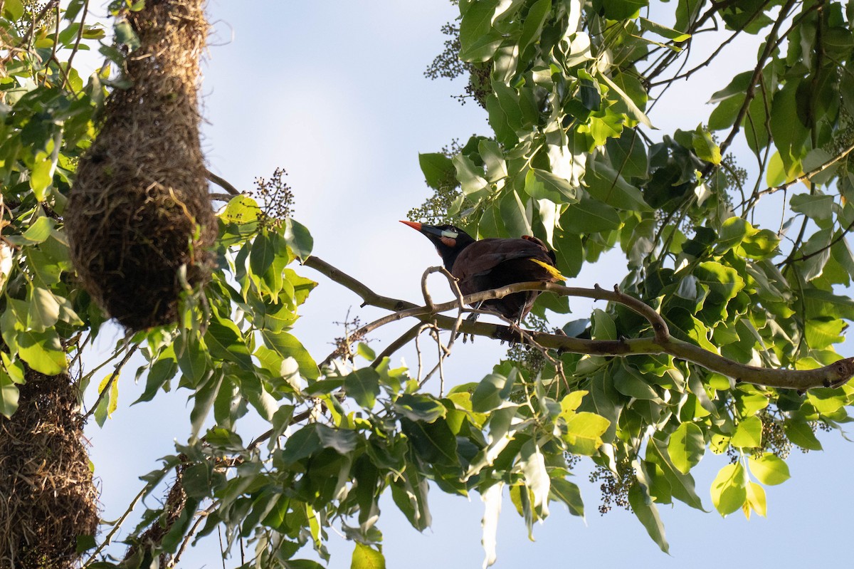 Montezuma Oropendola - ML642897694
