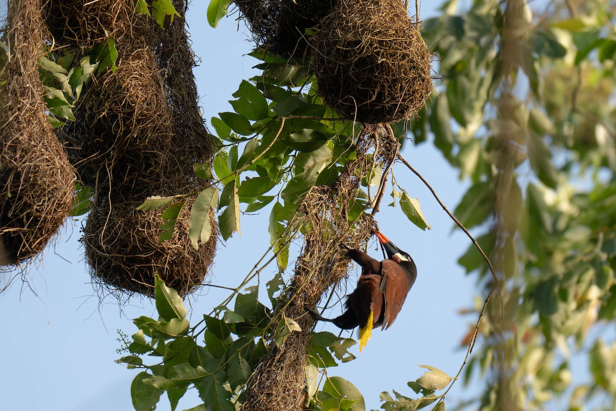 Montezuma Oropendola - ML642897695